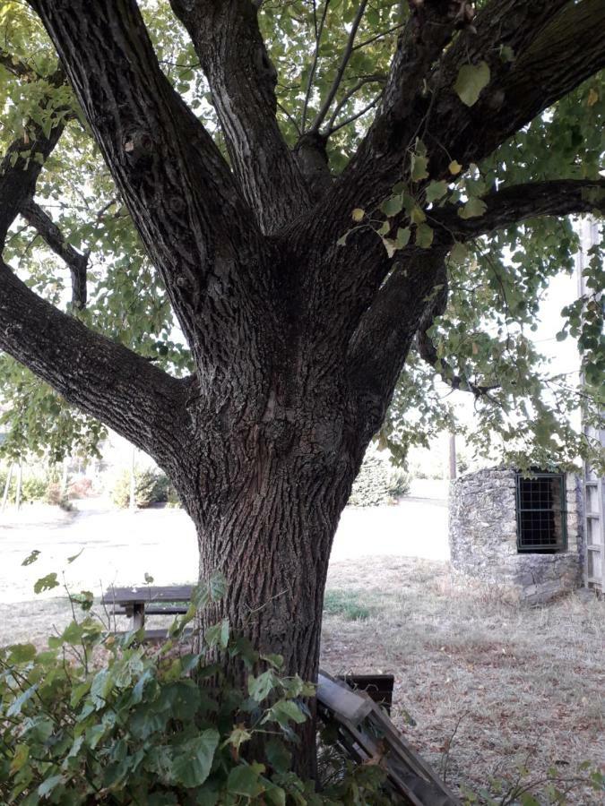 Le Patio Aux Hirondelles Villa Lagorce  Exterior foto